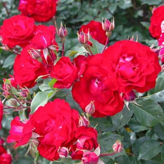 Trandafir floribunda Red Spot® imagine 1