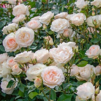 Trandafir floribunda Sans Souci® imagine 6