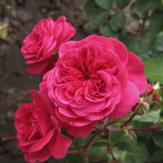 Trandafir floribunda Sava Reka imagine 1