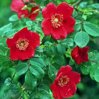Trandafir floribunda Scarlet Winter Jewel imagine 5