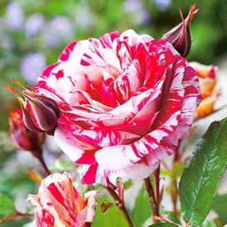 Trandafir floribunda Scentimental® imagine 5