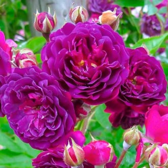 Trandafir floribunda Violet imagine 2