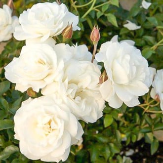 Trandafir floribunda White Diadem imagine 1