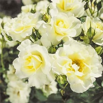 Trandafir floribunda White Meilove imagine 6