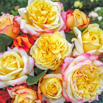 Trandafir floribunda White Pink Yellow imagine 5