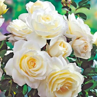 Trandafir floribunda White imagine 4