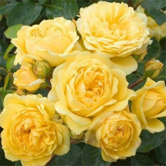 Trandafir floribunda Yellow Meilove imagine 6