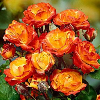 Trandafir floribunda Yellow Red imagine 2