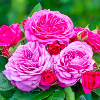 Trandafir Heidi Klum® imagine 6