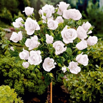 Trandafir pe tulpină înaltă White imagine 5
