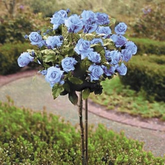 Trandafir pe tulpină înaltă Blue  imagine 6