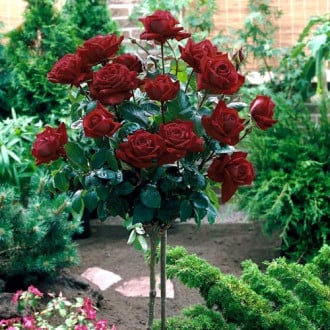 Trandafir pe tulpină înaltă Black Baccara imagine 2