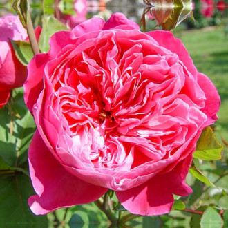 Trandafir teahibrid Accademia® imagine 2