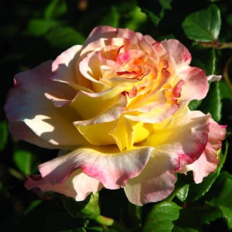 Trandafir teahibrid Aguarell imagine 6