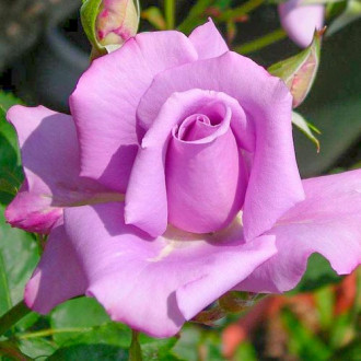 Trandafir teahibrid Blue Violet imagine 6