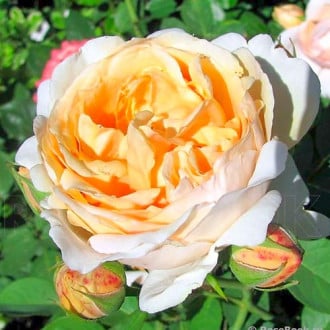 Trandafir teahibrid Anna Fendi® imagine 1