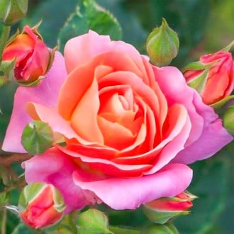 Trandafir teahibrid Belle Epoque® imagine 1
