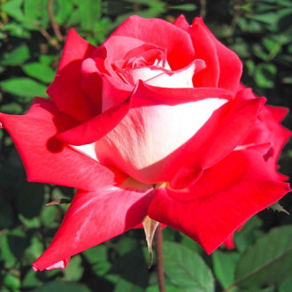 Trandafir teahibrid Bicolette imagine 1