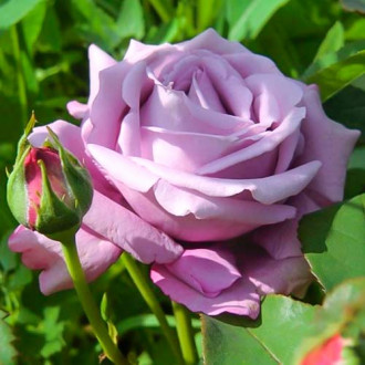 Trandafir teahibrid Blue Monday® imagine 6