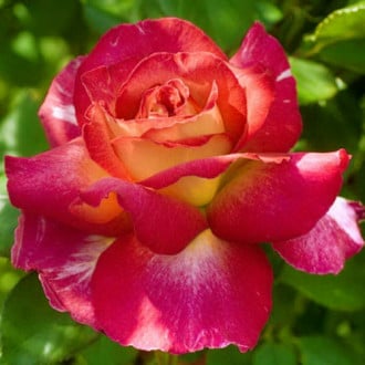 Trandafir teahibrid Bolșoi imagine 6