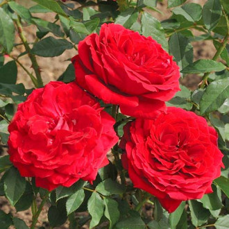 Trandafir teahibrid Cherry Vaza imagine 3