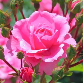 Trandafir teahibrid Cream Pink imagine 4