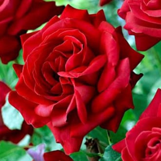 Trandafir teahibrid Dame de Coeur  imagine 2