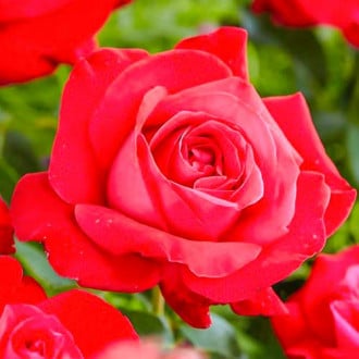 Trandafir teahibrid Dame de Coeur imagine 1