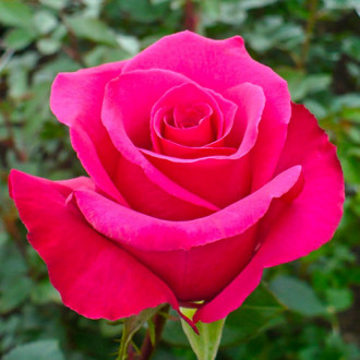 Trandafir teahibrid Dark Pink imagine 1