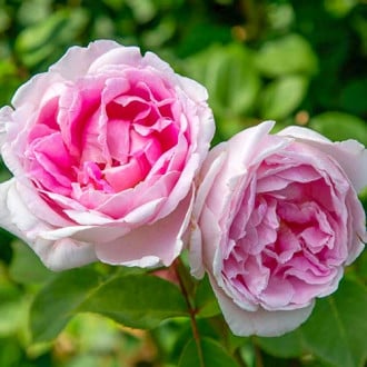 Trandafir teahibrid Dolce Luna® imagine 5