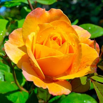 Trandafir teahibrid Emozione® imagine 6