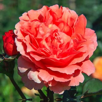 Trandafir teahibrid Etrusca® imagine 2