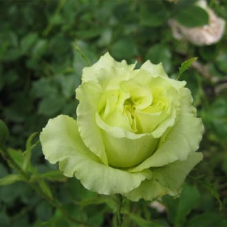 Trandafir teahibrid Green Peace imagine 4