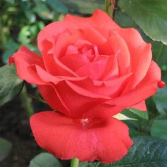 Trandafir teahibrid Istvan imagine 6