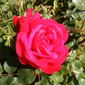 Trandafir teahibrid Jelica imagine 2