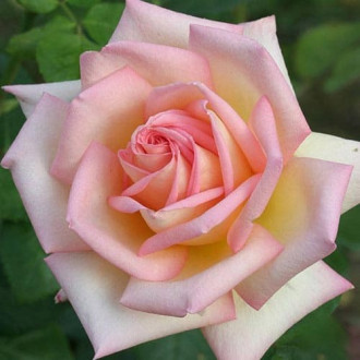 Trandafir teahibrid Lady imagine 17