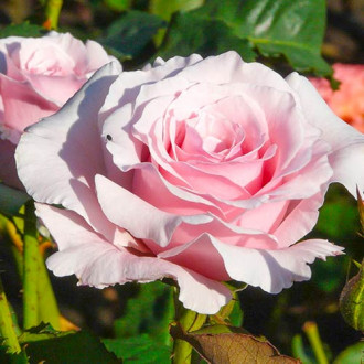 Trandafir teahibrid Light Pink imagine 2