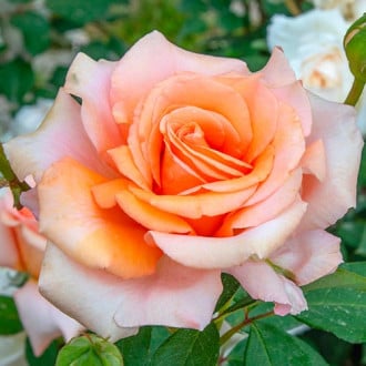 Trandafir teahibrid Luna Di Miele® imagine 3