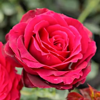 Trandafir teahibrid Magia Nera® imagine 3