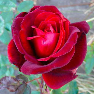 Trandafir teahibrid Marina Marini® imagine 4