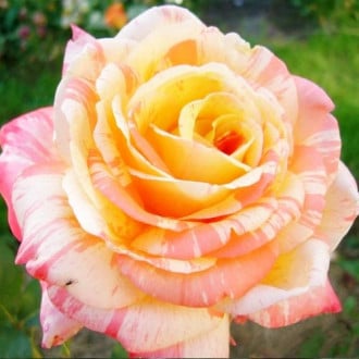 Trandafir teahibrid Marvelle imagine 3