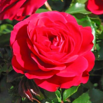Trandafir teahibrid Monna Lisa imagine 4