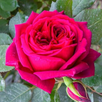 Trandafir teahibrid Notturno® imagine 6