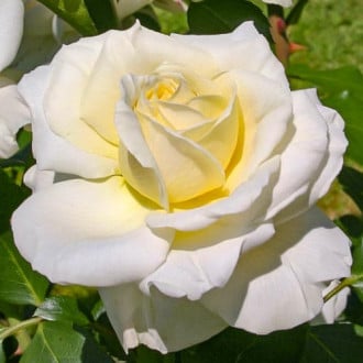 Trandafir teahibrid Perla imagine 5