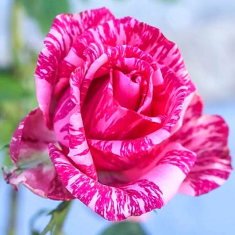 Trandafir teahibrid Pink Cloud imagine 3