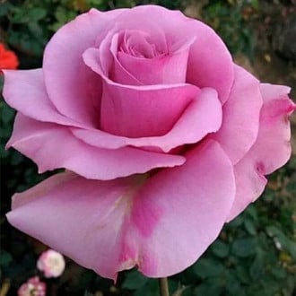 Trandafir floribunda Pink Pimpernel imagine 1