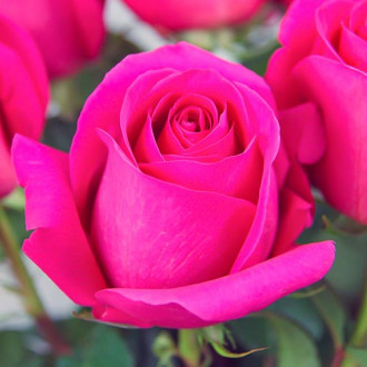 Trandafir teahibrid Pink imagine 3