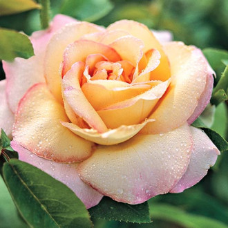 Trandafir teahibrid Pink Yellow imagine 5