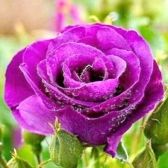 Trandafir teahibrid Purple mini imagine 2