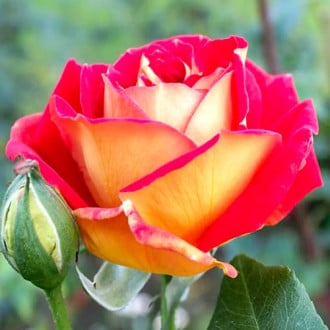 Trandafir teahibrid Red & Yellow imagine 1
